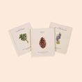 Load image into Gallery viewer, Set of 3 - Our Little Adventures Board Books
